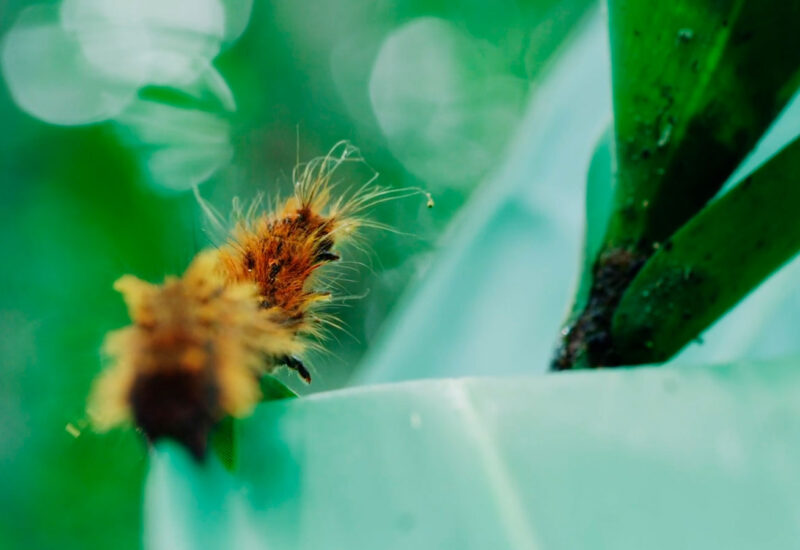 EVERYTHING GROWS: YUNNAN (4K)